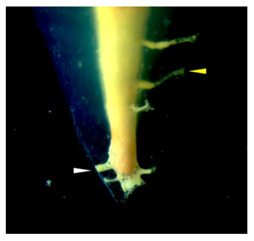 Materials 13 04389 g005