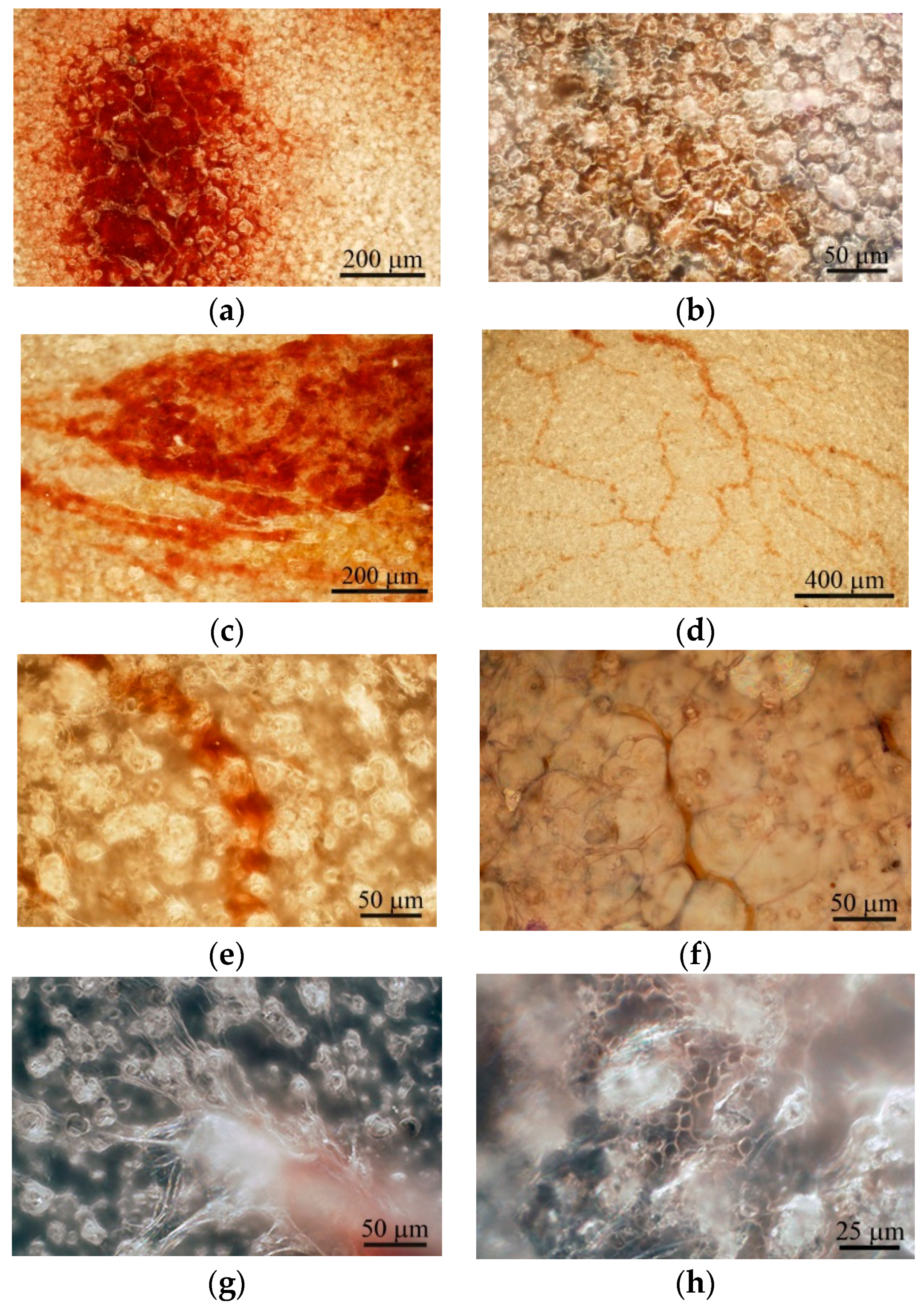 Materials 13 04398 g004