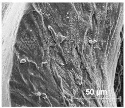 Materials 13 04457 i028 Materials 13 04457 i028