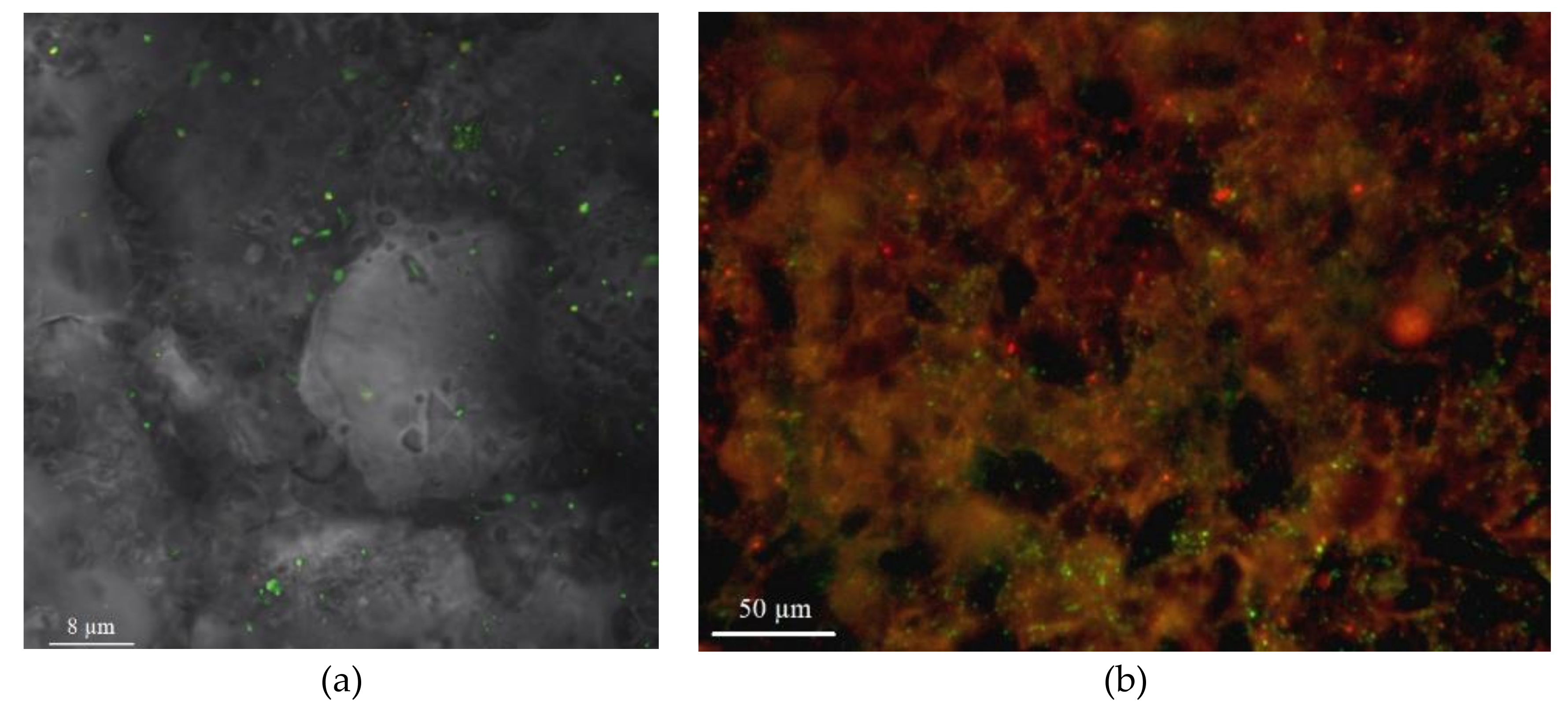 Materials 13 04462 g001