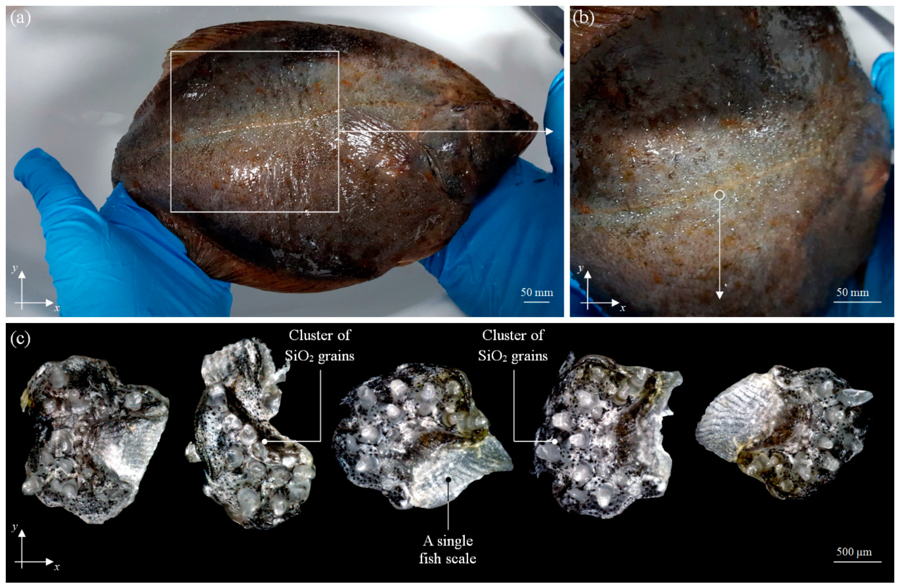 Materials 13 05796 g004