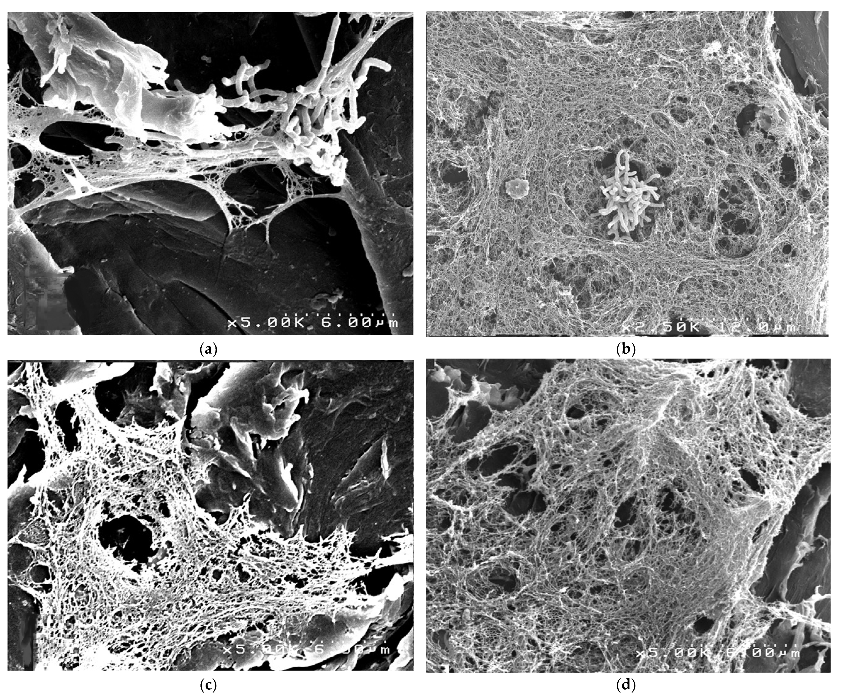 Materials 14 00408 g006