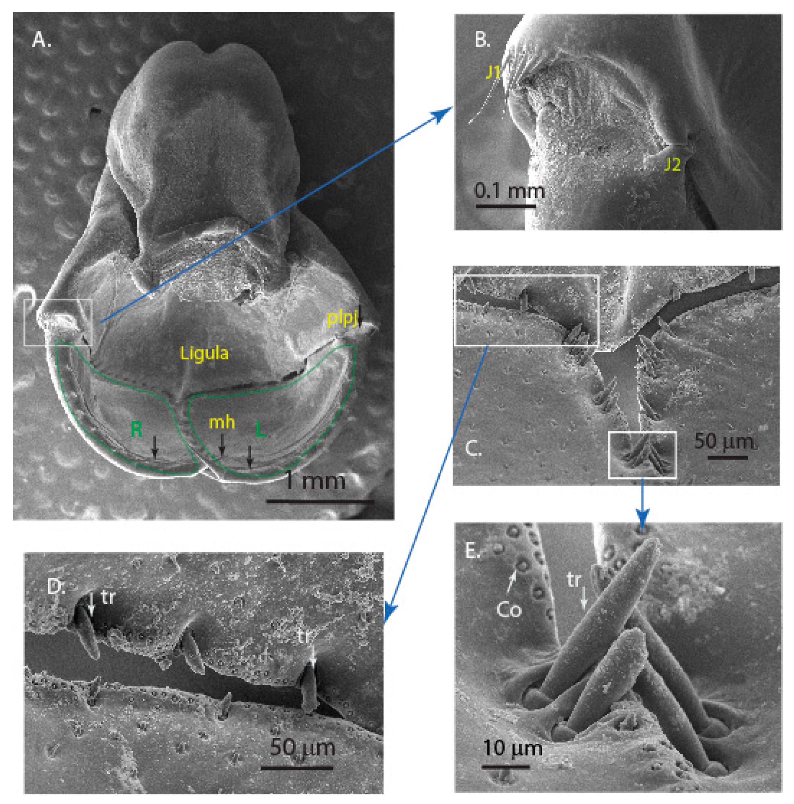 Materials 14 00559 g002 Materials 14 00559 g002