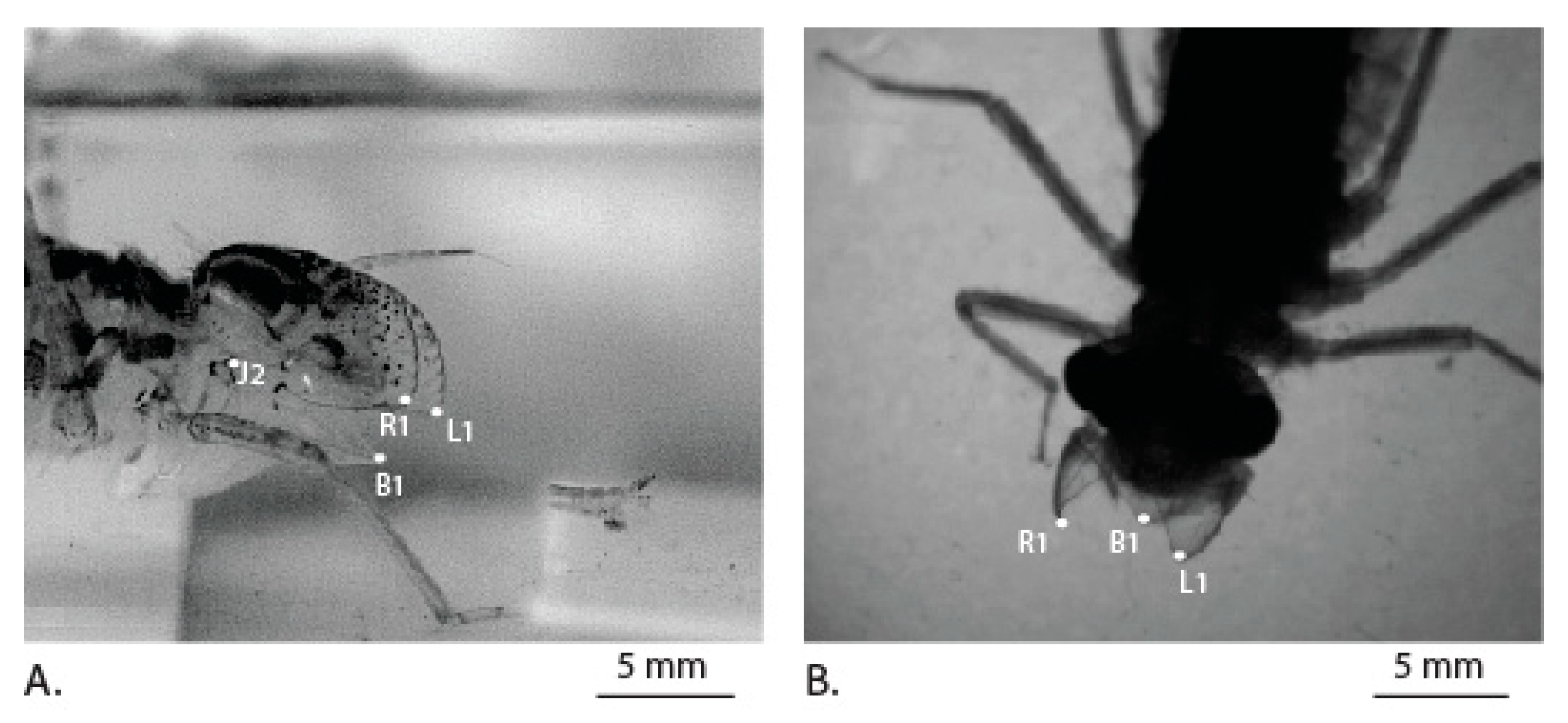 Materials 14 00559 g005 Materials 14 00559 g005