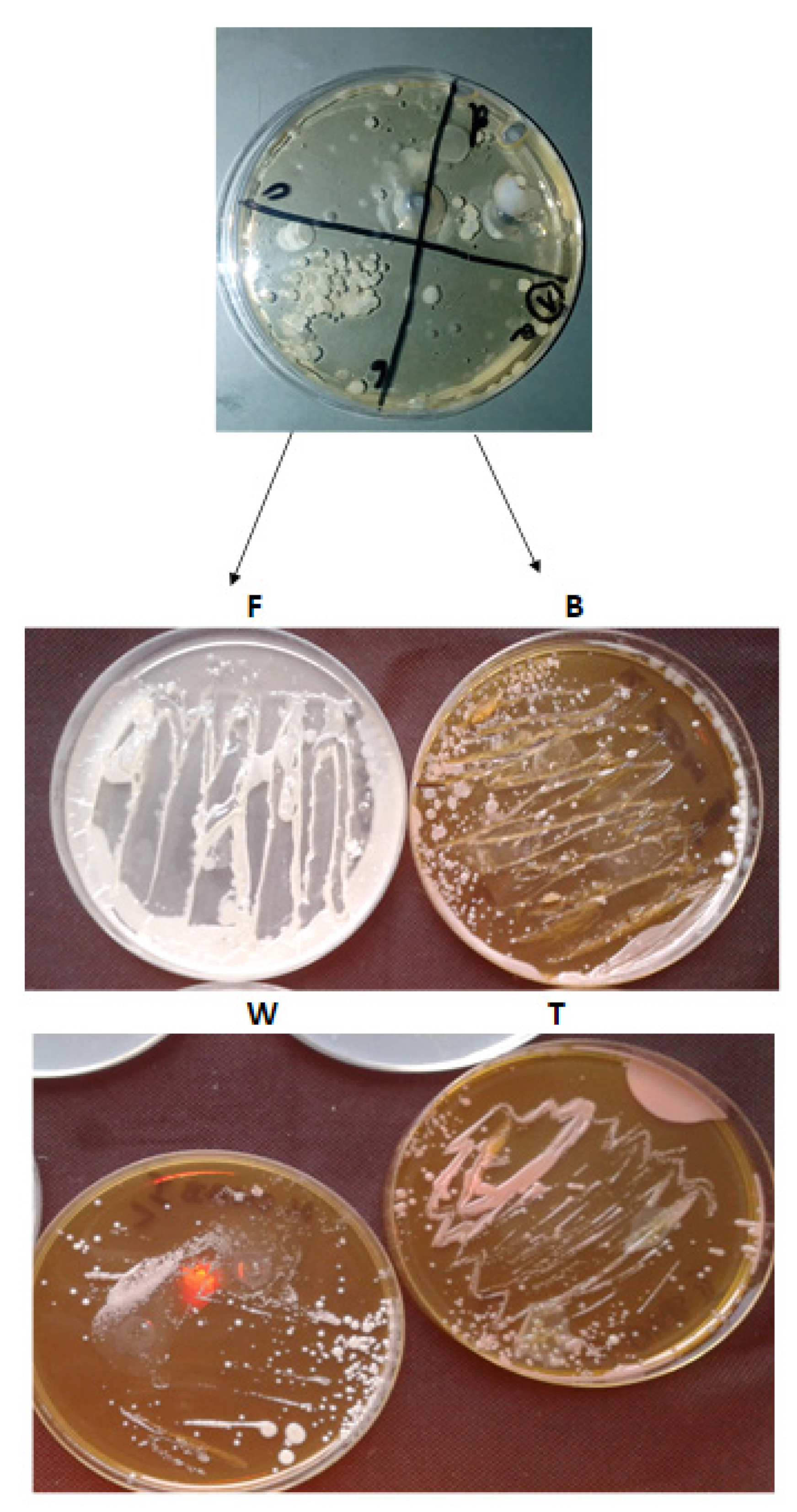 Materials 14 01372 g001 Materials 14 01372 g001