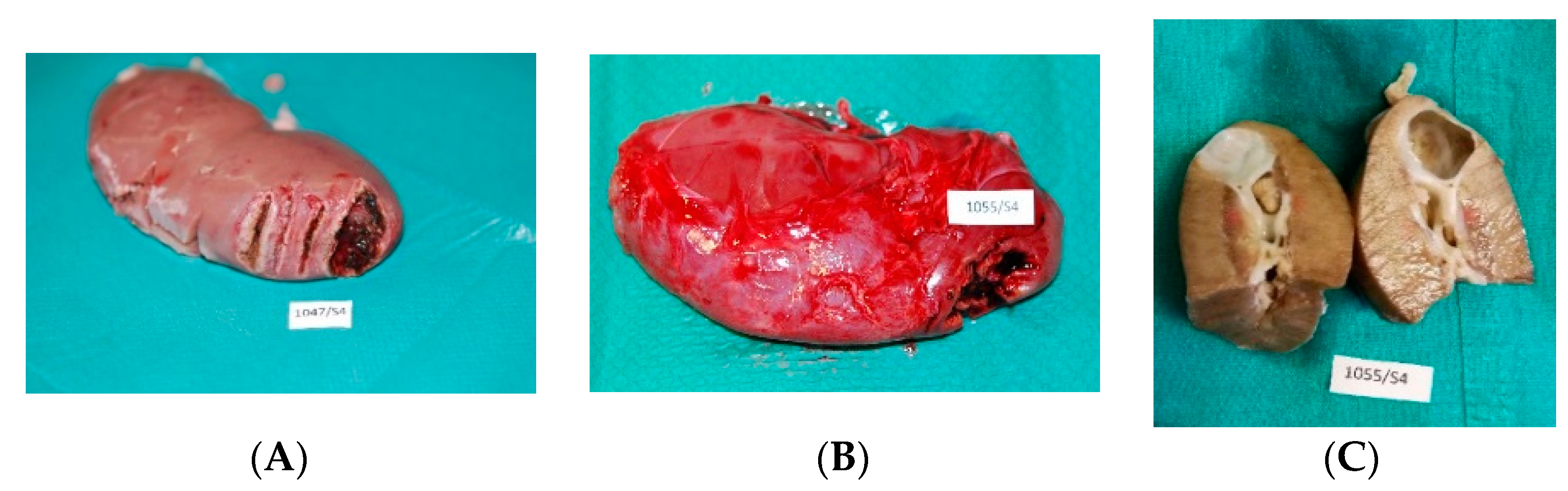 Materials 14 02000 g002