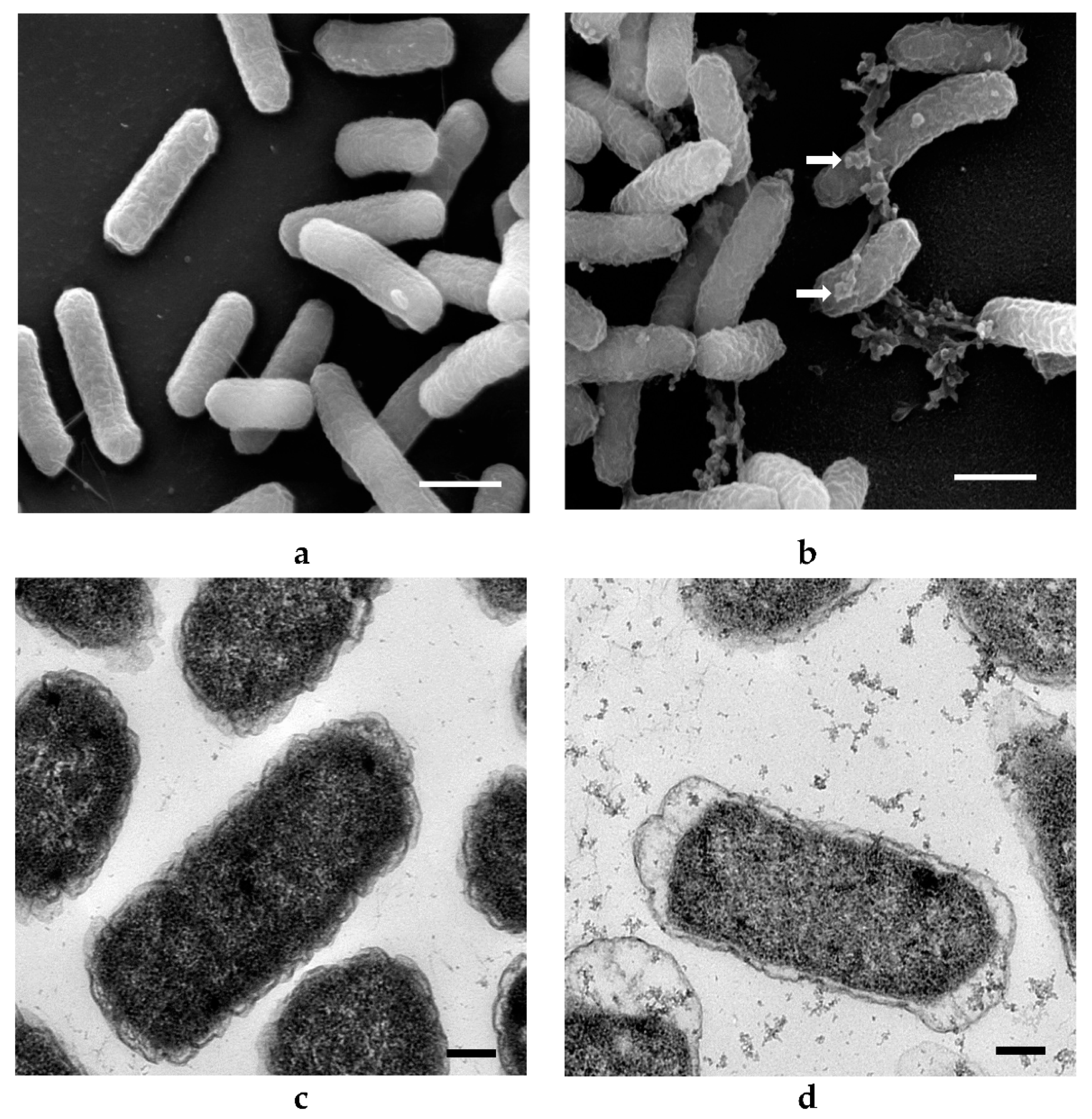 Materials 14 02489 g004a