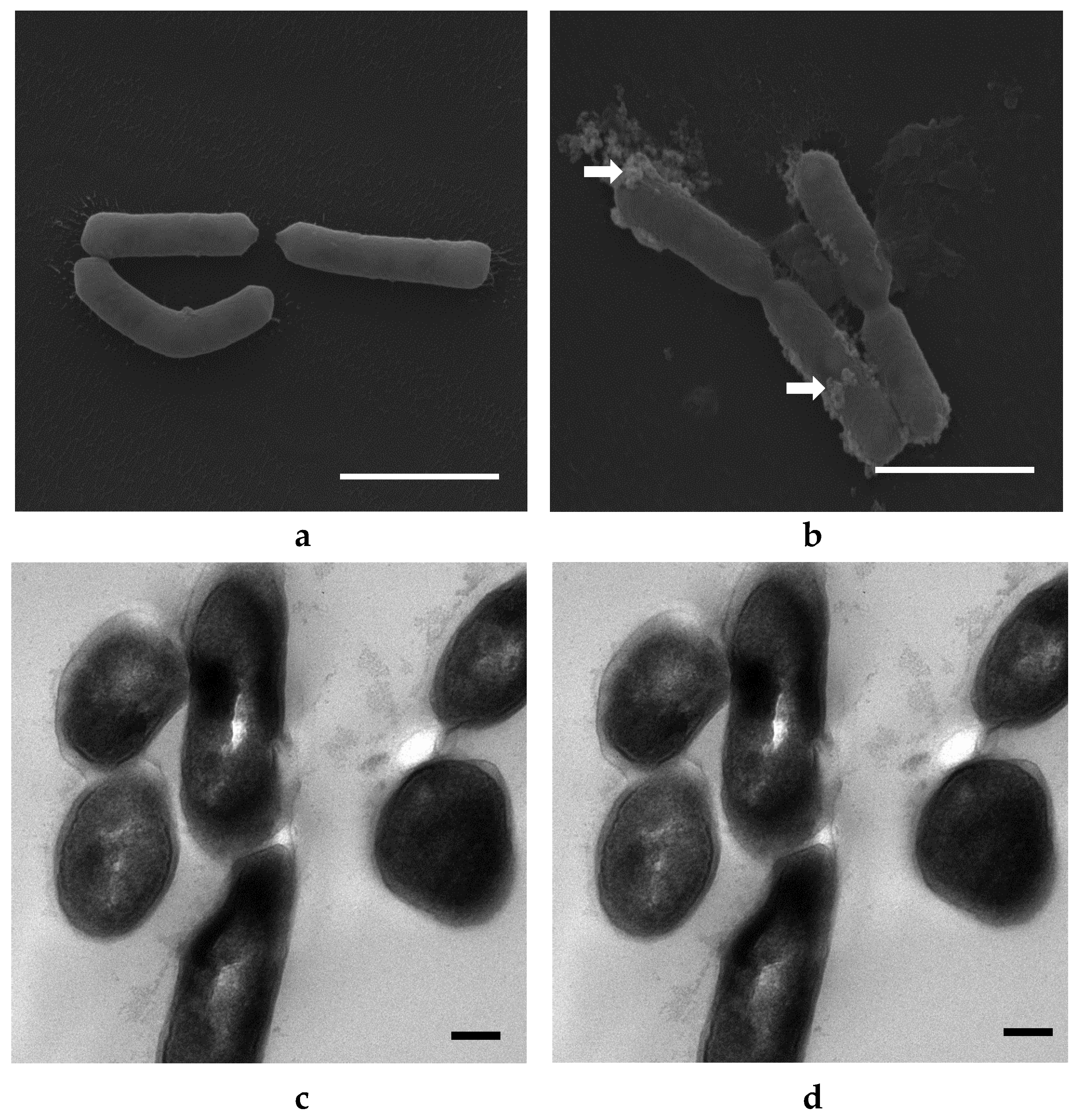 Materials 14 02489 g009a