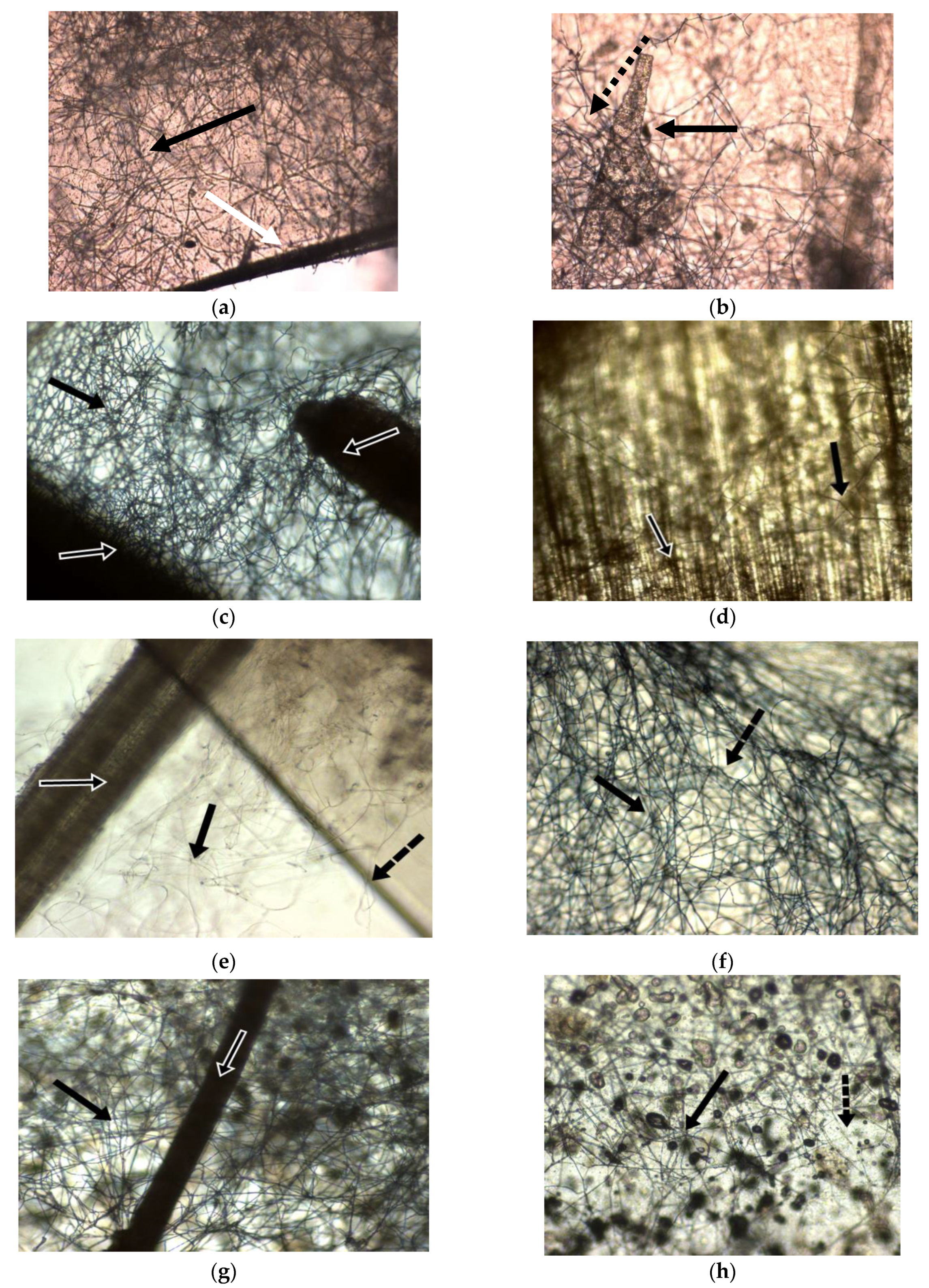 Materials 14 02906 g006a