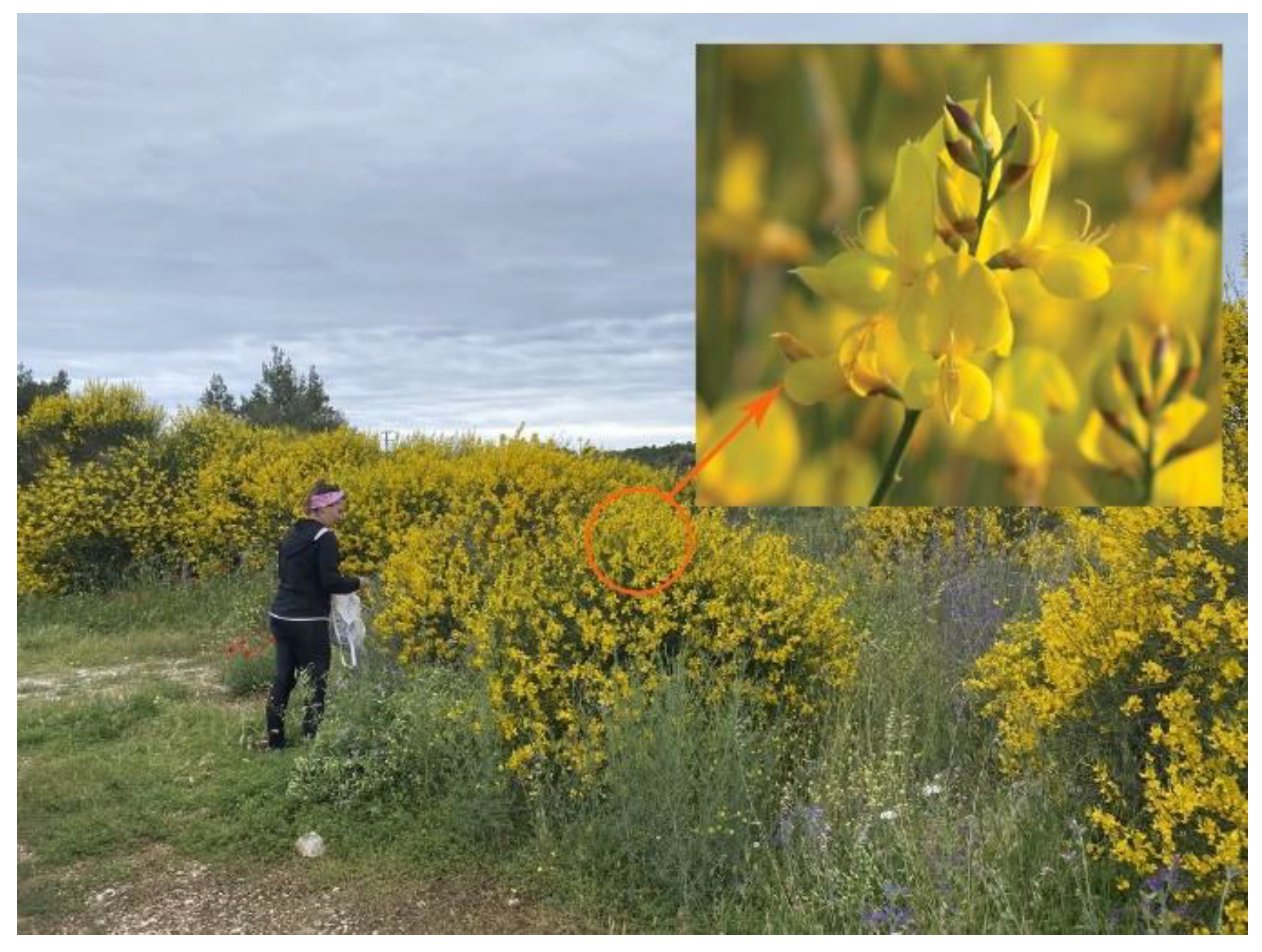 Materials 14 04091 g001