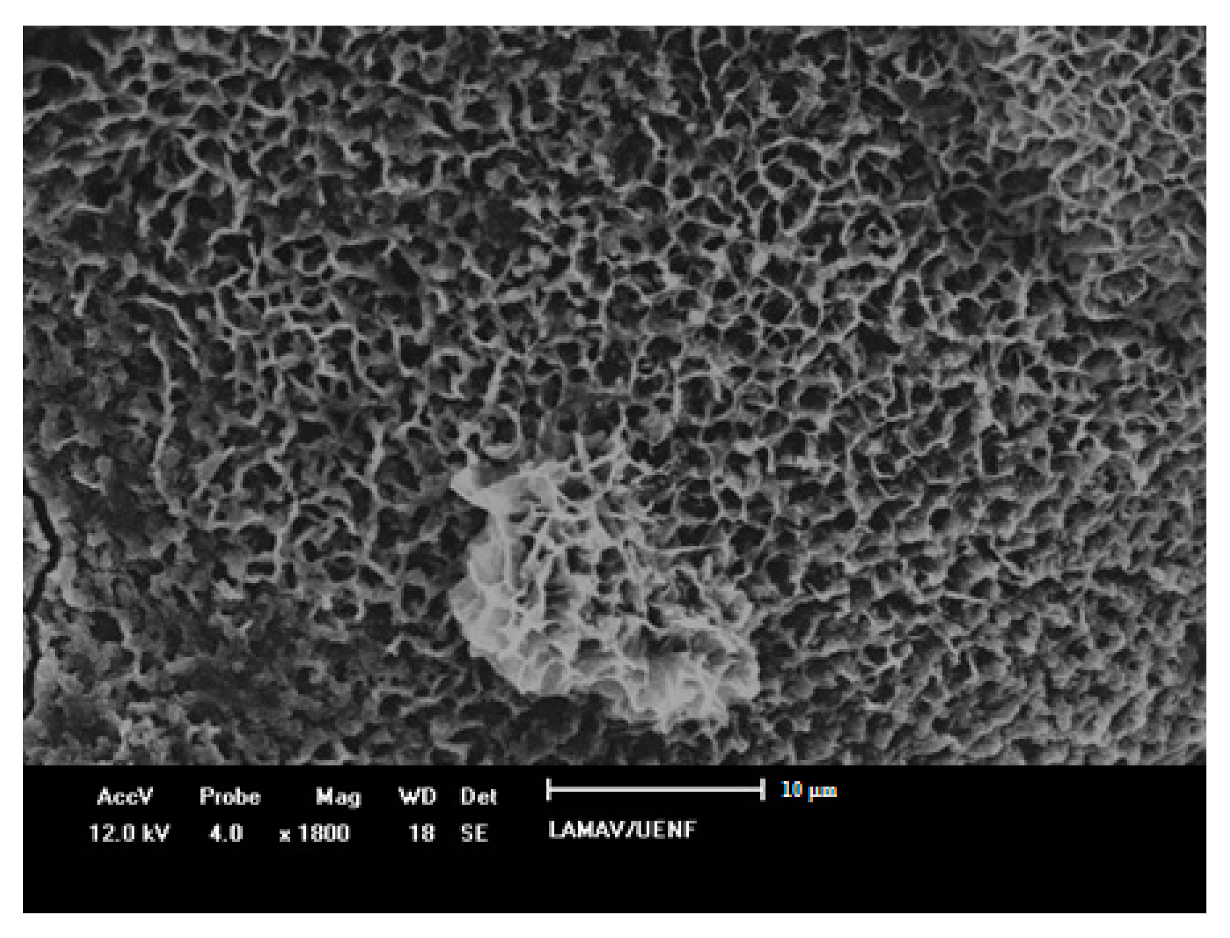 Materials 14 04304 g011