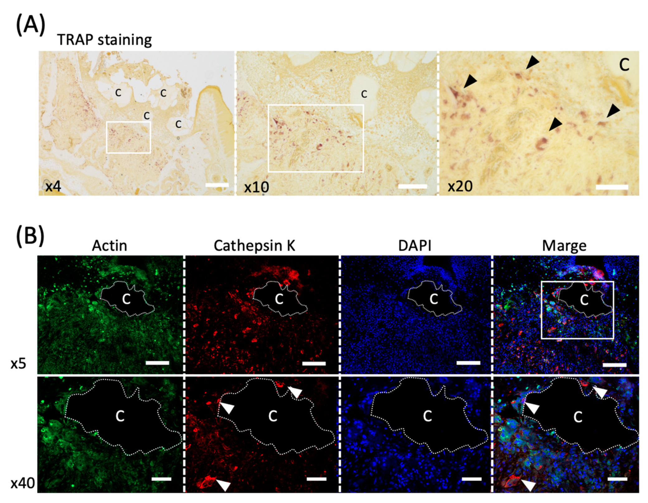 Materials 14 04457 g004