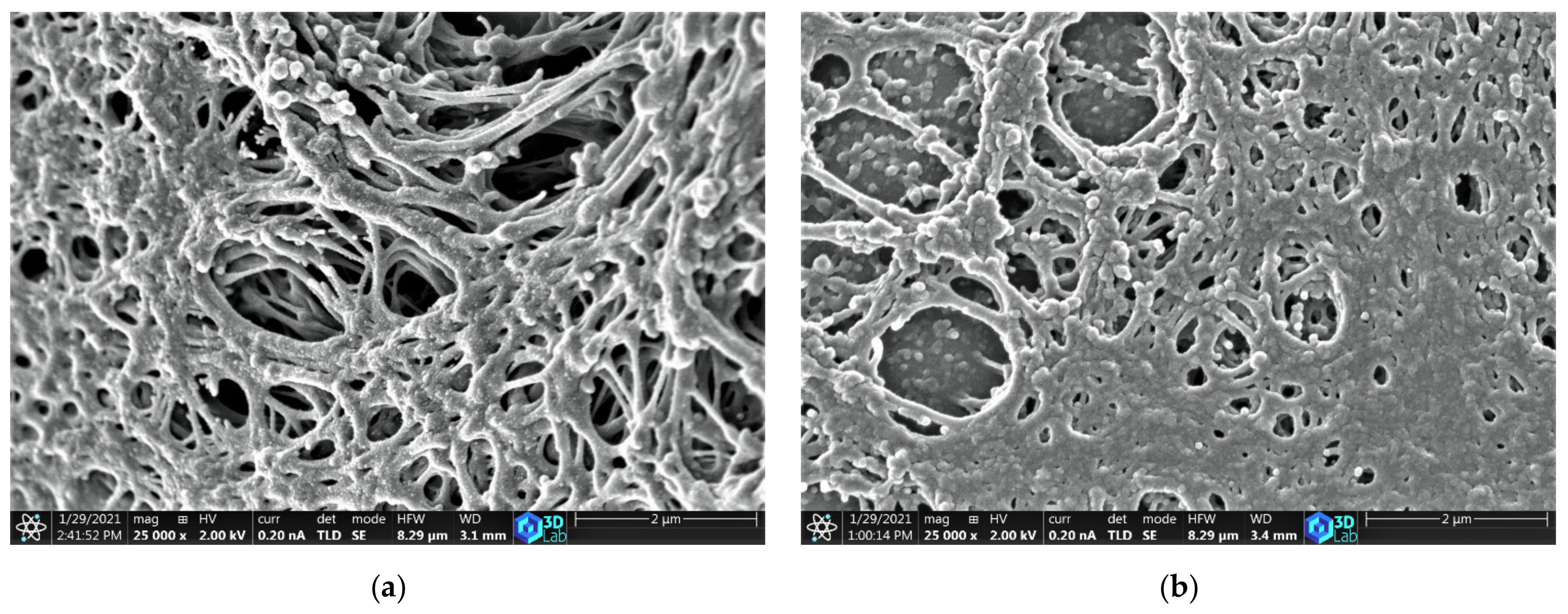 Materials 14 04540 g002a Materials 14 04540 g002a