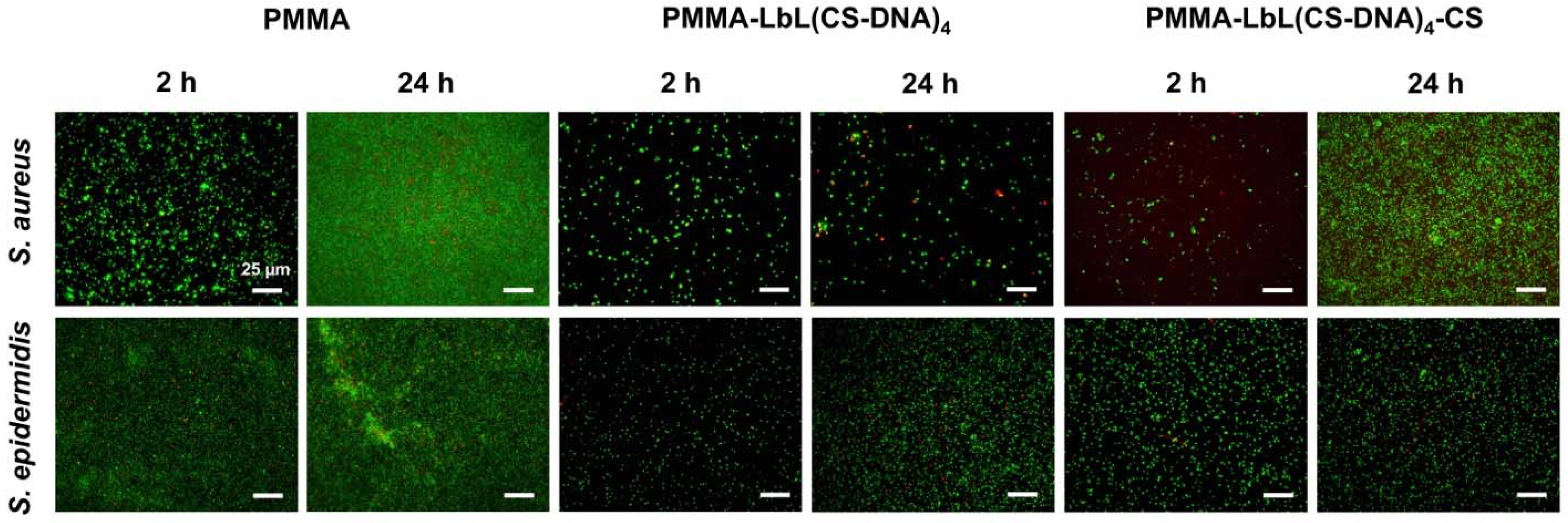 Materials 14 04596 g004