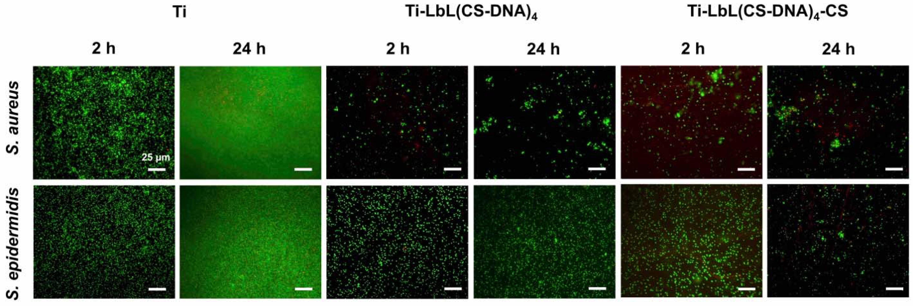 Materials 14 04596 g006