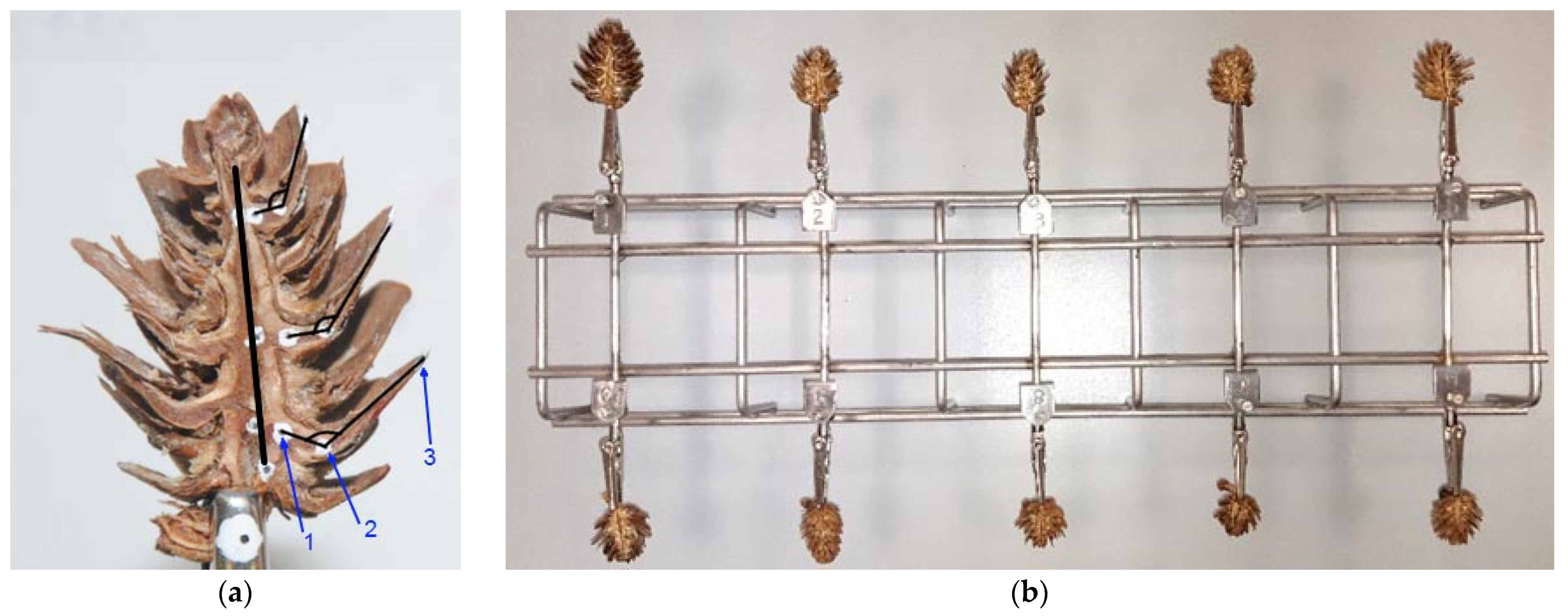 Materials 14 04913 g001