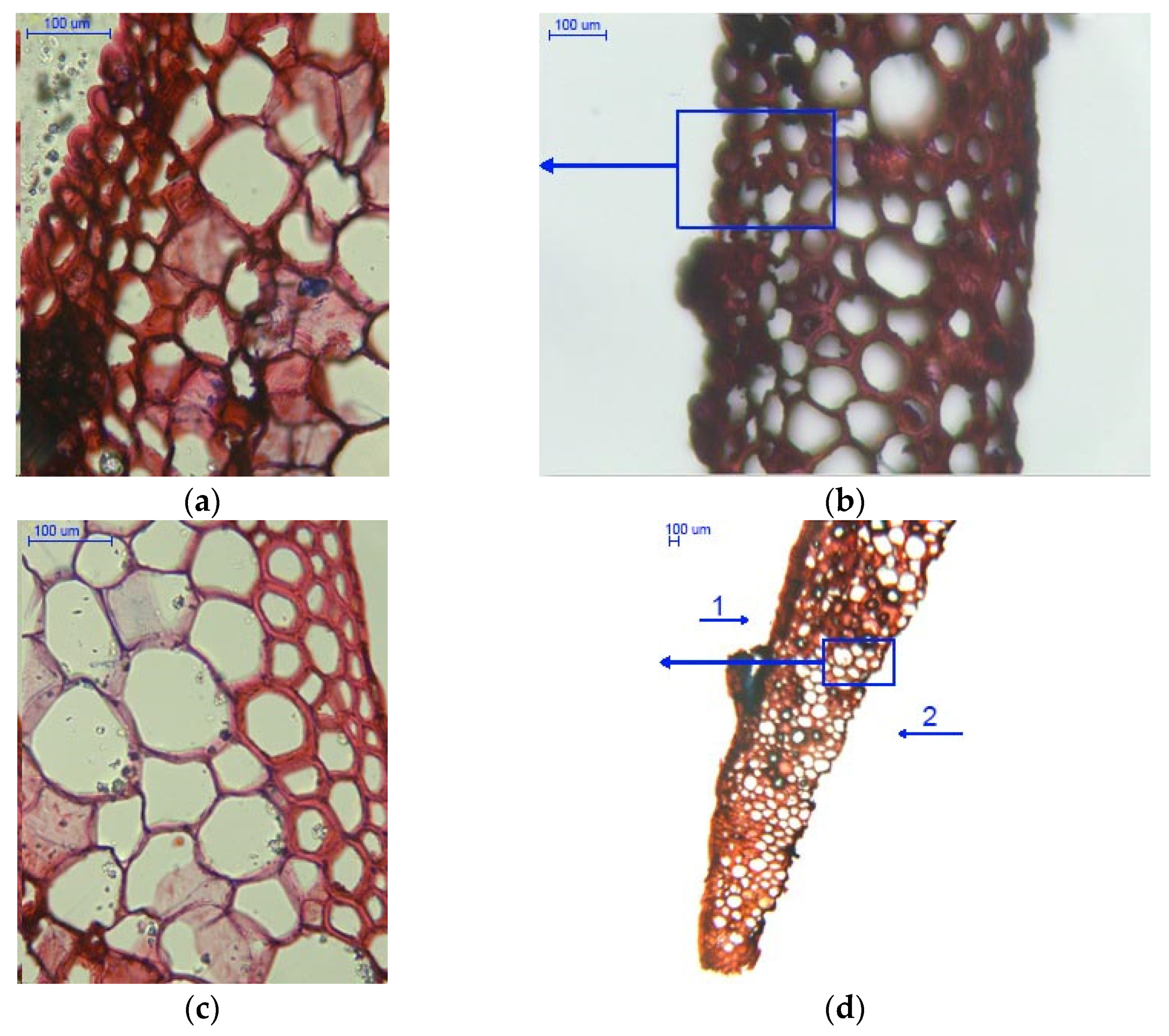 Materials 14 04913 g006