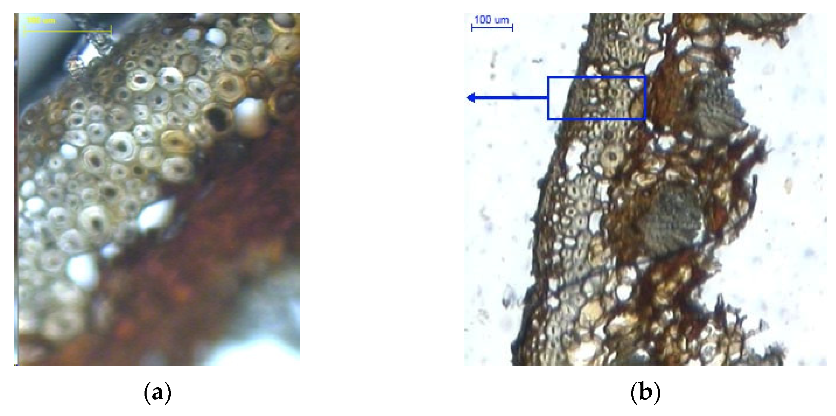 Materials 14 04913 g007a