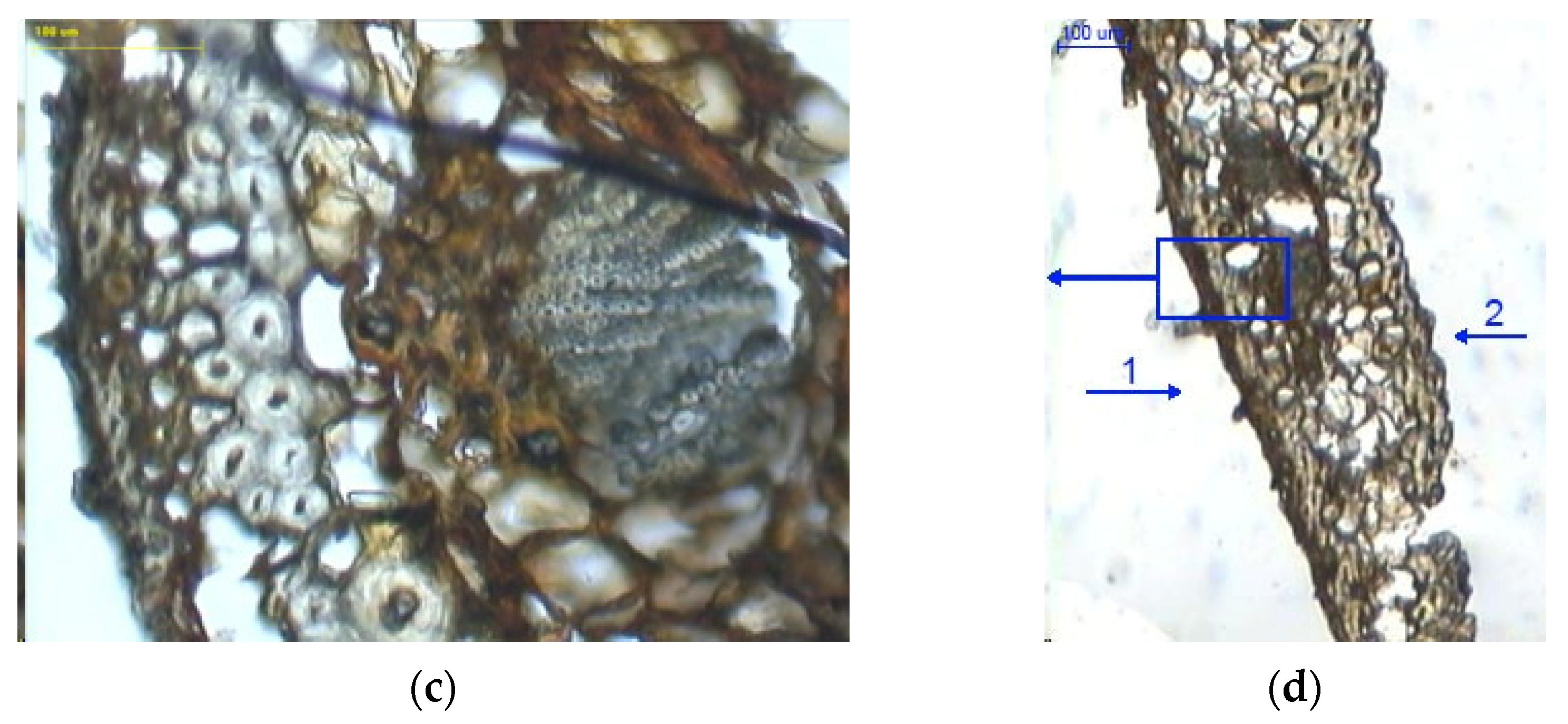 Materials 14 04913 g007b