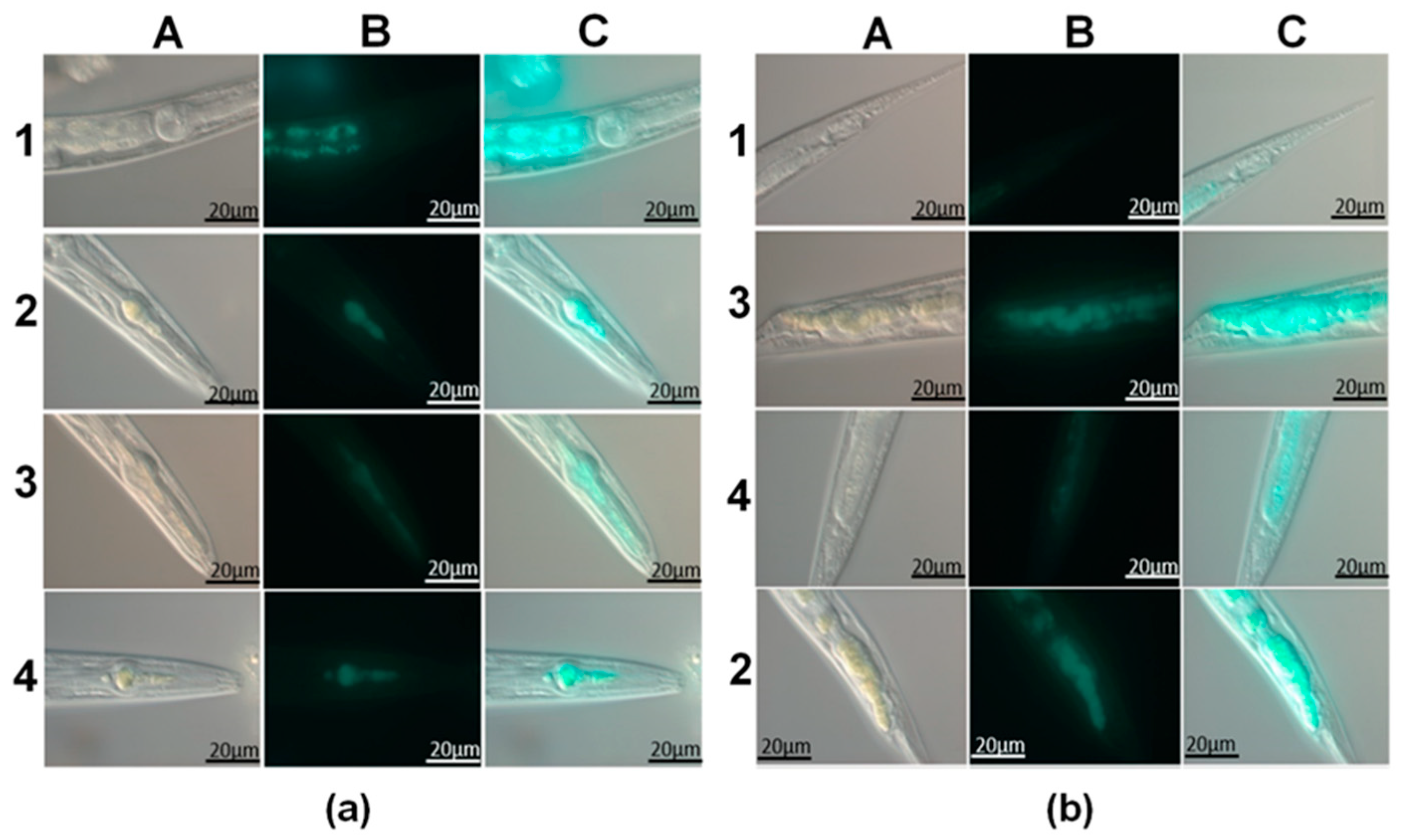 Materials 14 05469 g004
