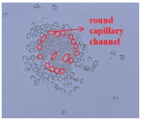 Materials 14 06205 i011