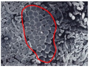 Materials 14 06205 i034