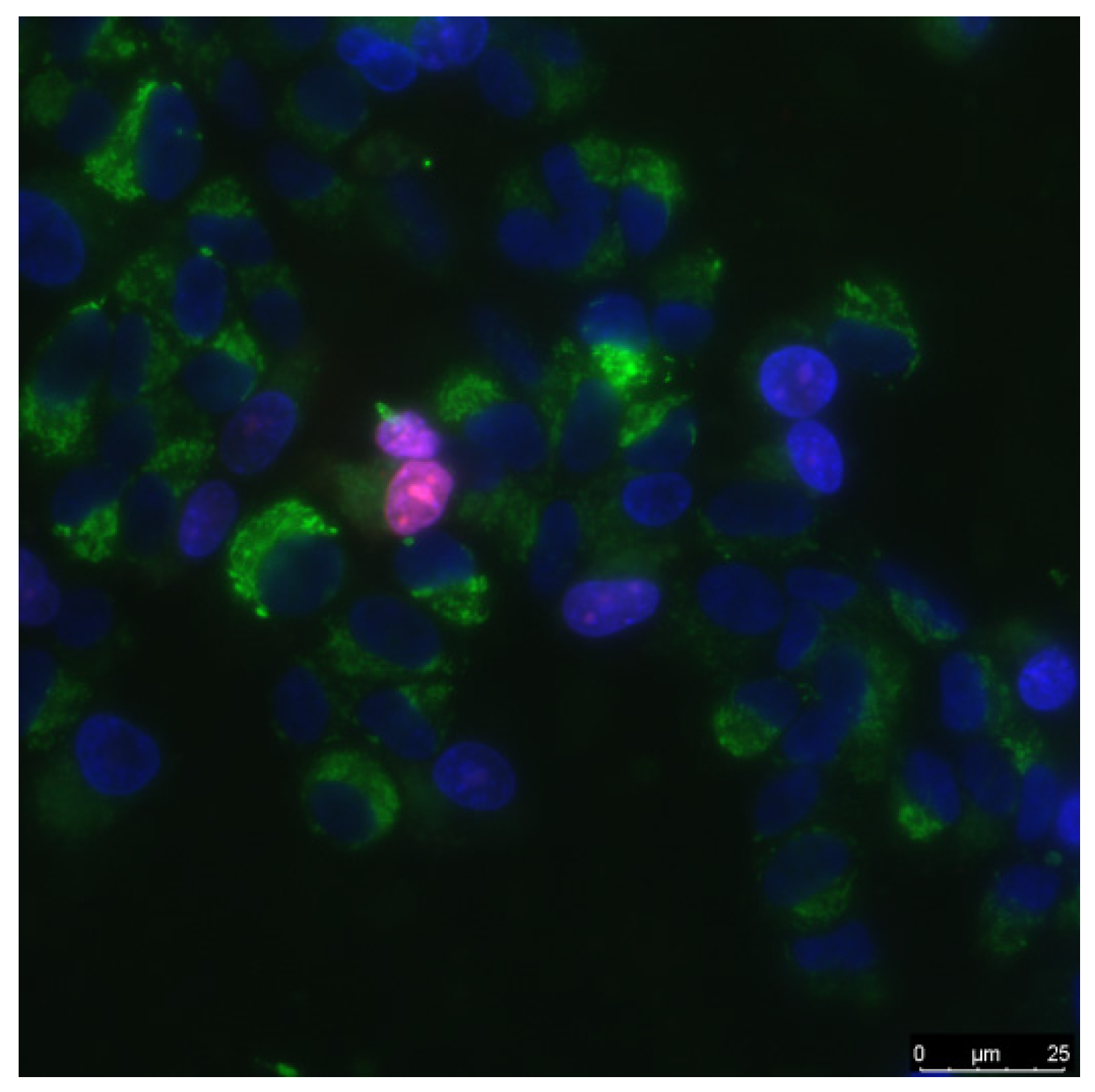 Materials 14 06281 g001