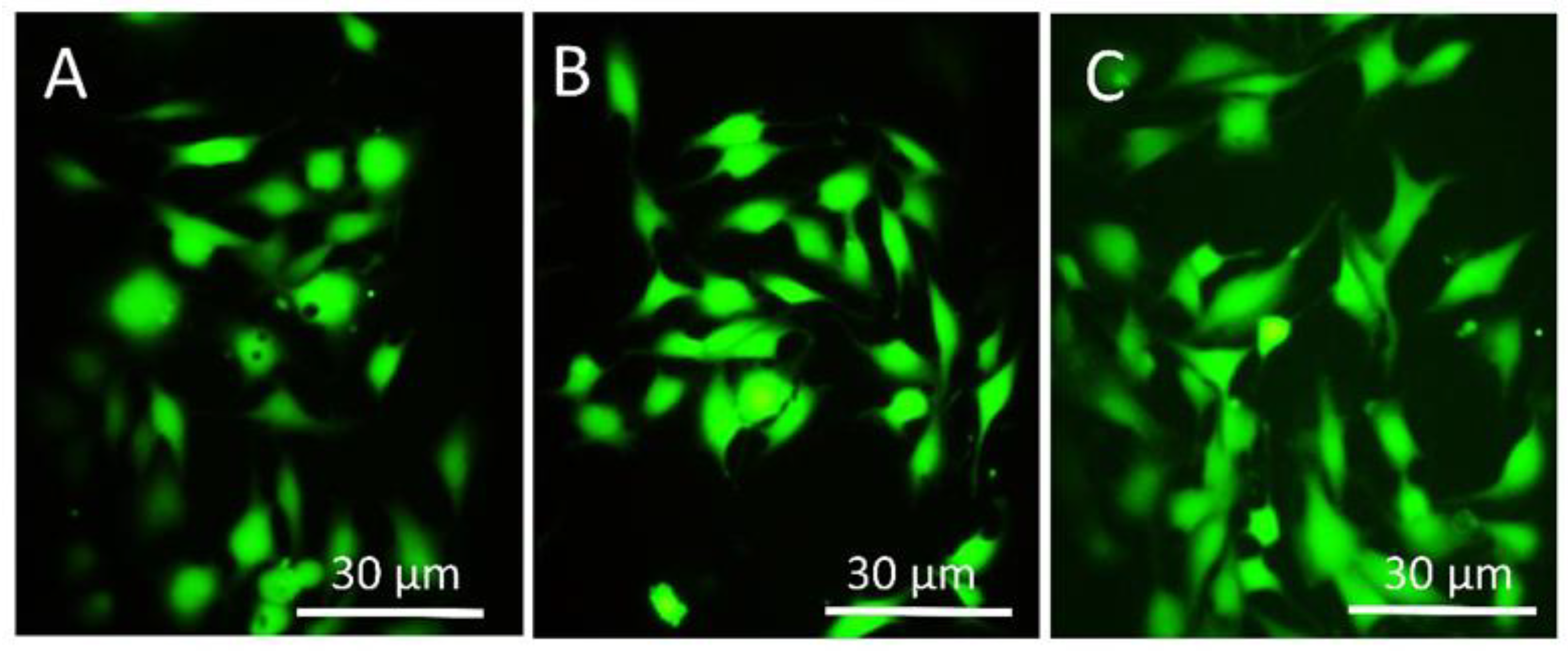 Materials 14 06344 g013