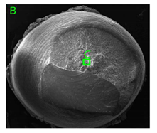Materials 15 01066 i014