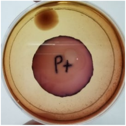 Materials 15 03433 i018