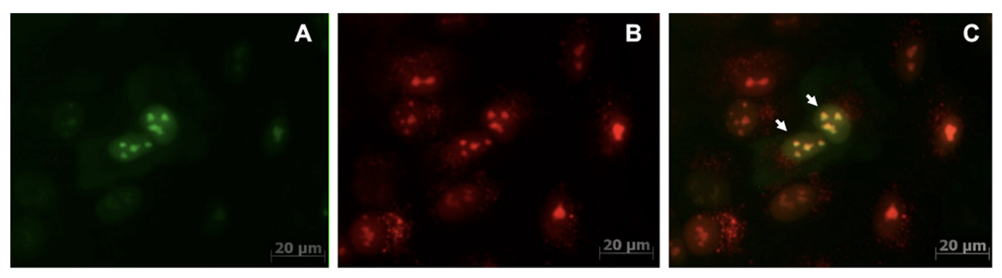 Materials 16 00940 g002