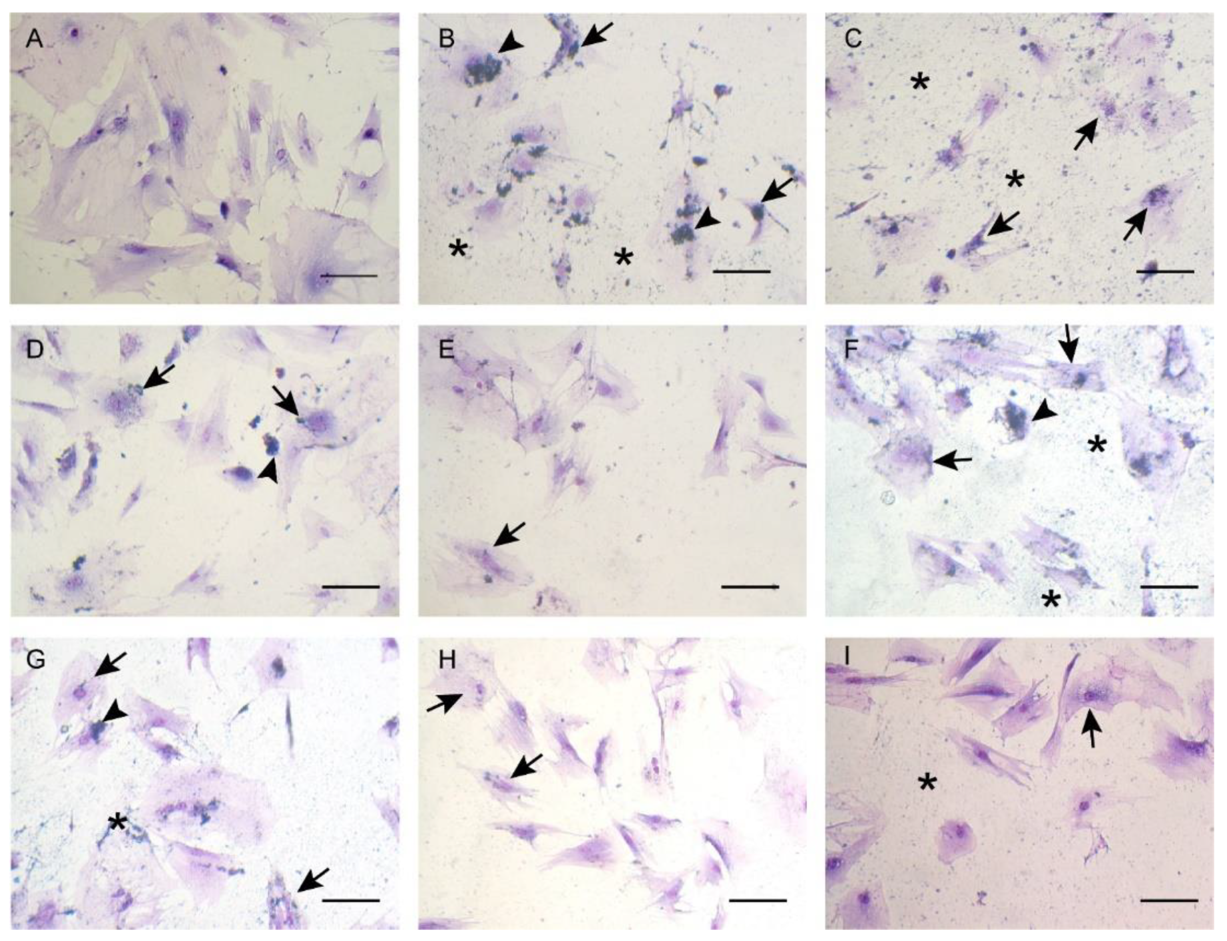 Materials 16 01034 g006 Materials 16 01034 g006