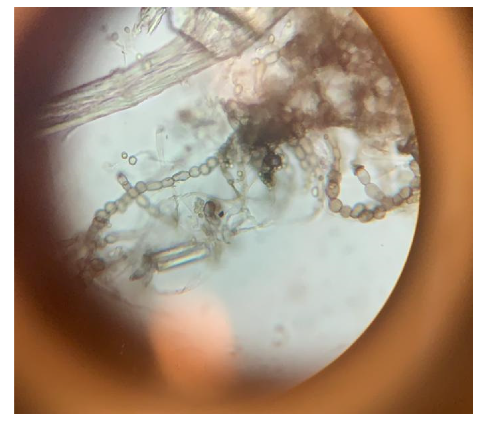 Materials 16 01060 g010