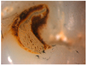 Materials 16 01171 i009 Materials 16 01171 i009