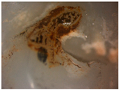 Materials 16 01171 i015 Materials 16 01171 i015