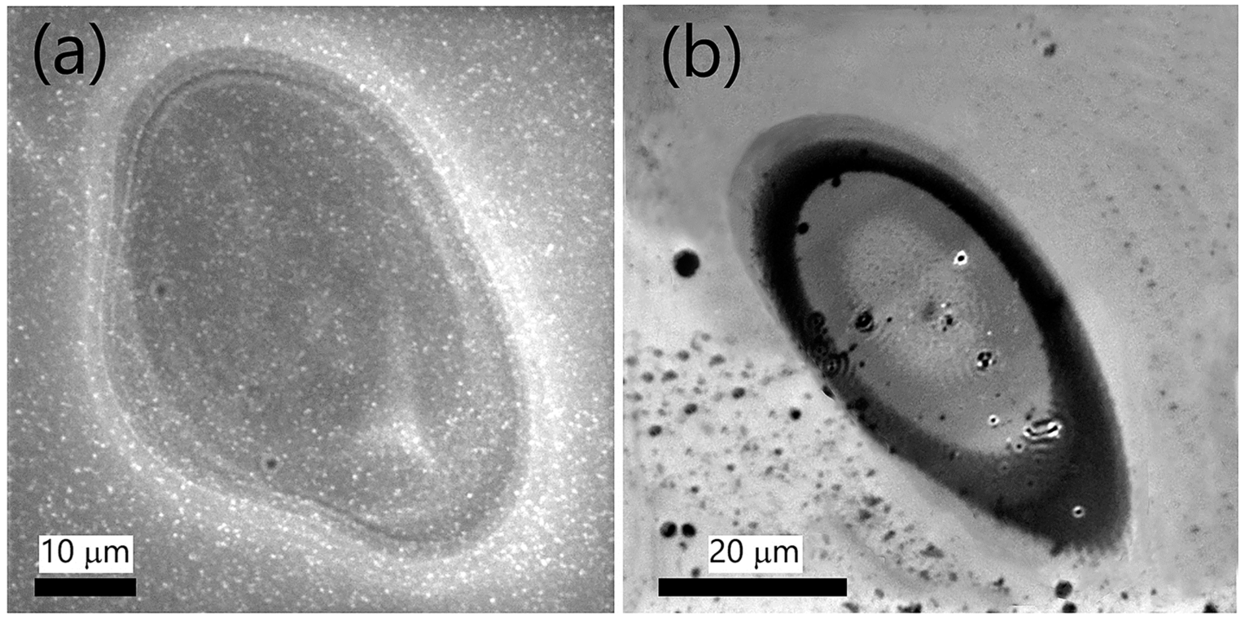 Materials 16 02184 g003