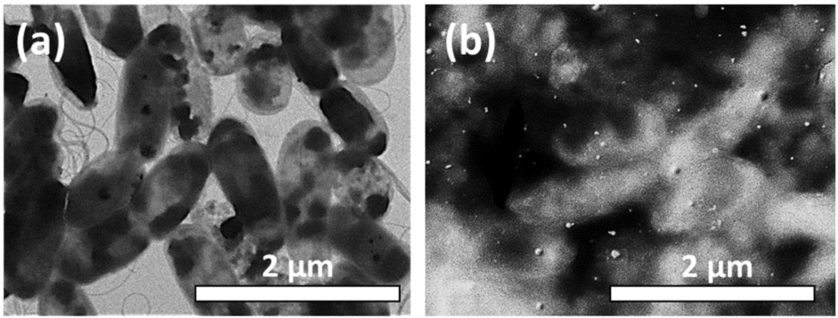 Materials 16 04309 g004