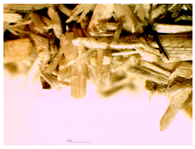 Materials 16 05316 i003