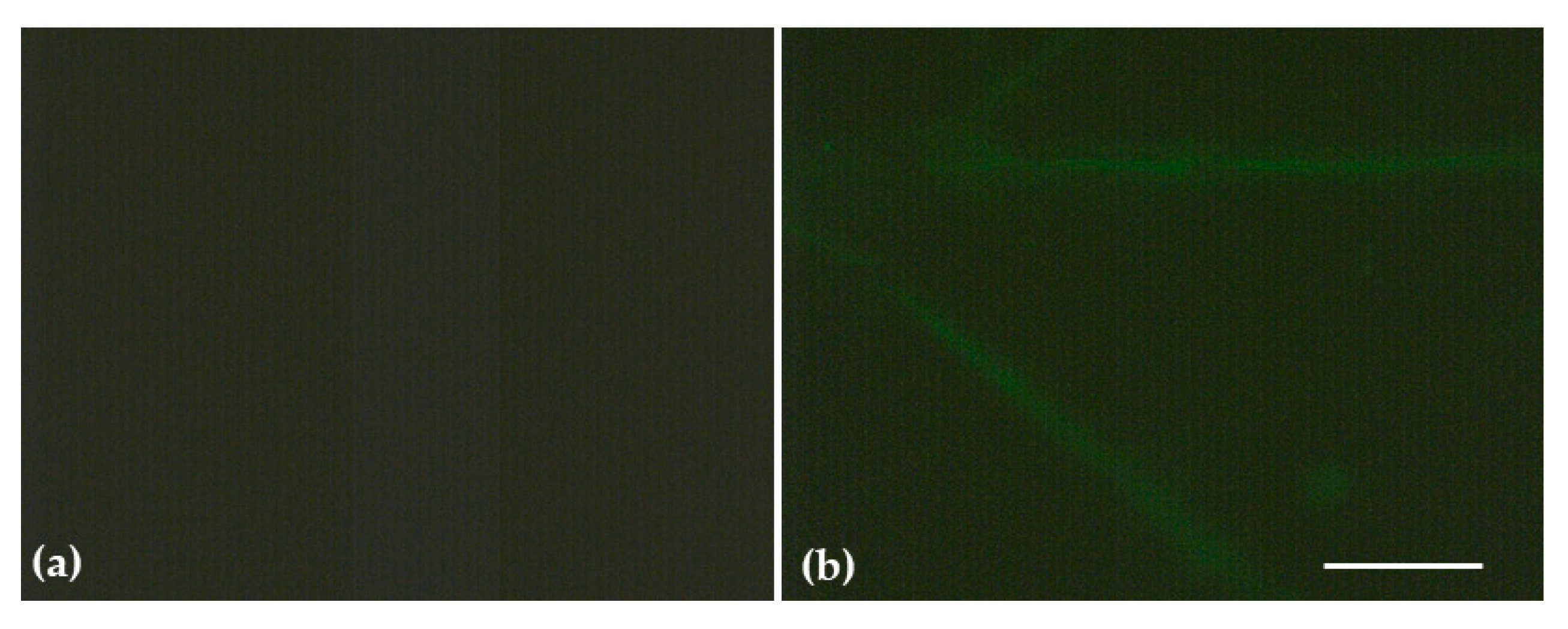 Materials 16 05846 g006