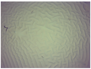 Materials 16 06037 i005