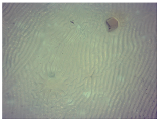 Materials 16 06037 i011