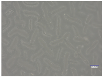 Materials 16 06037 i016