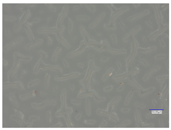 Materials 16 06037 i018