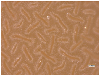 Materials 16 06037 i019