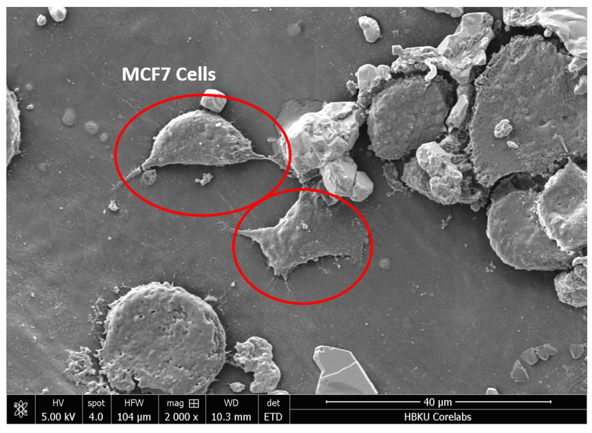 Materials 16 06506 g007