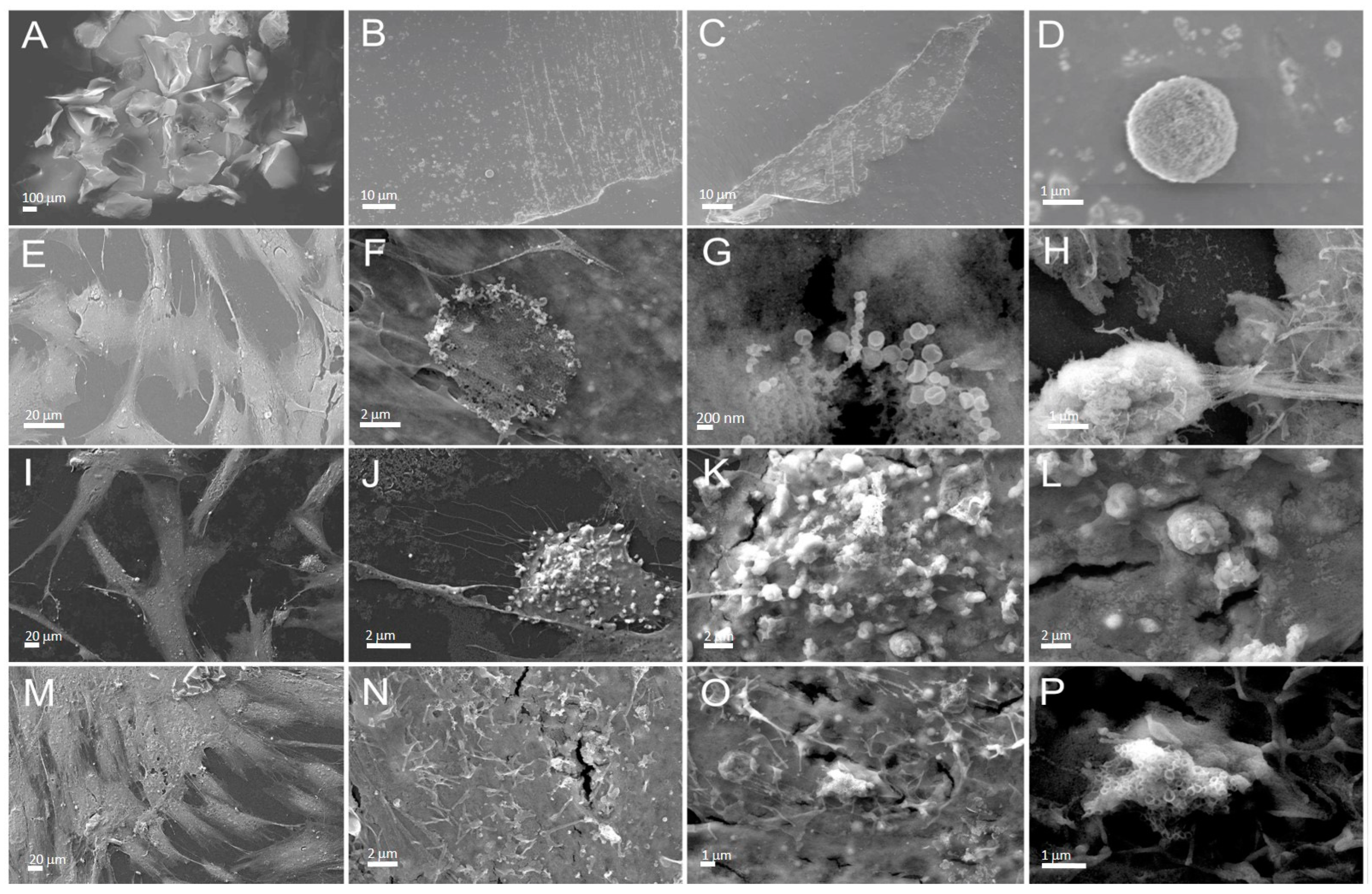 Materials 16 06867 g006