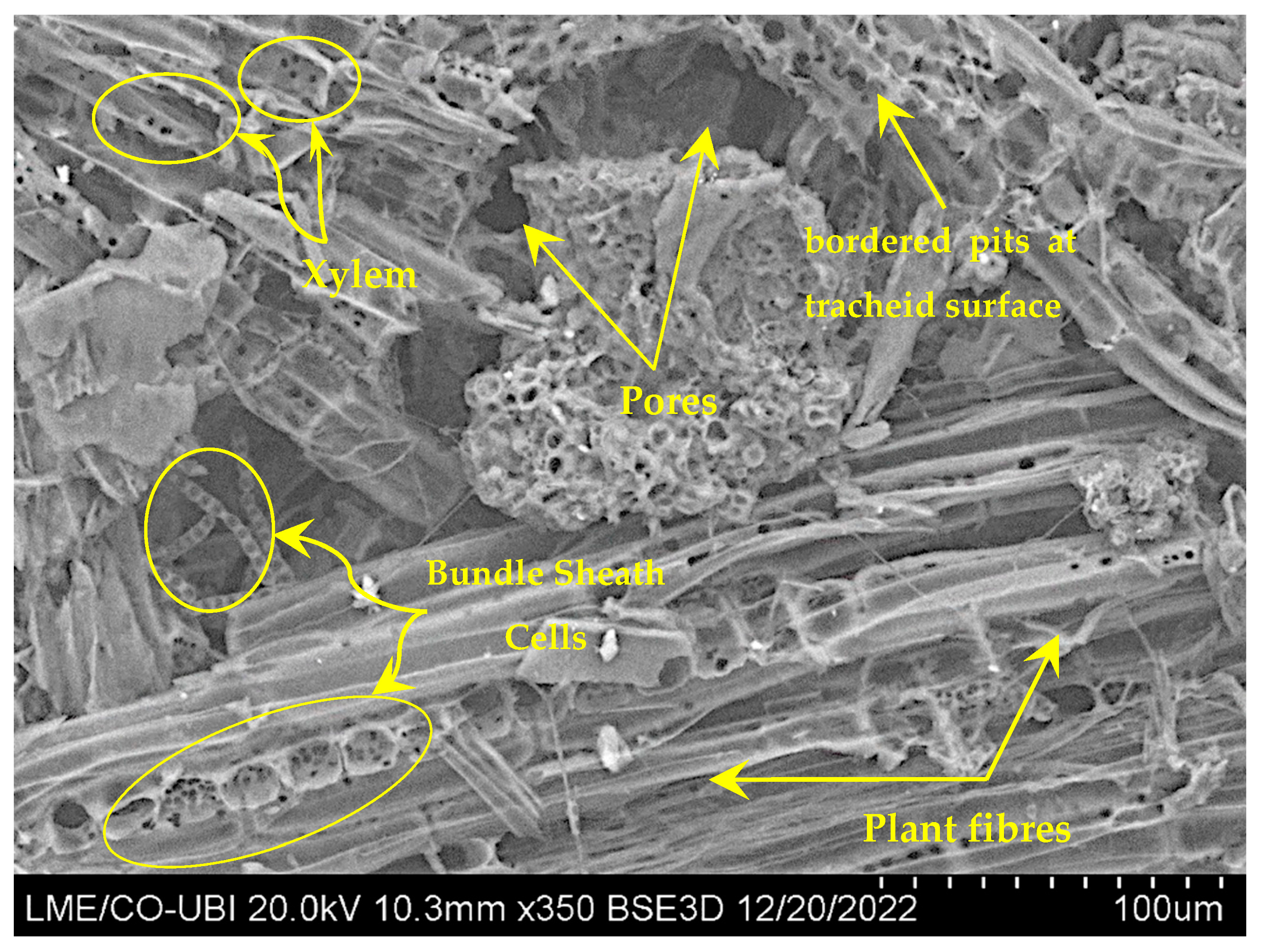 Materials 16 07027 g015