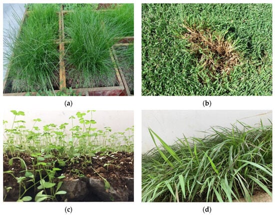 Materials 16 07039 g004