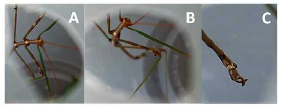 Materials 17 00713 g0a1