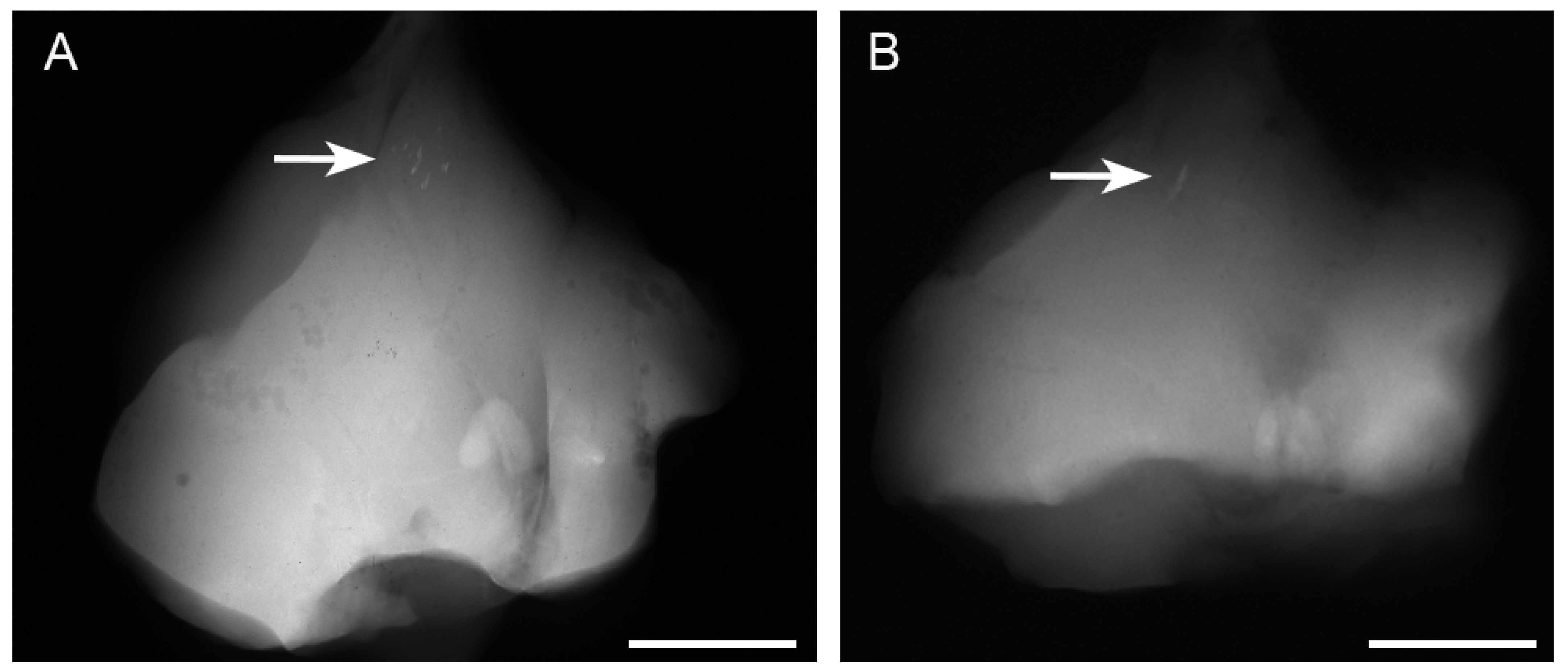 Materials 17 00880 g002 Materials 17 00880 g002